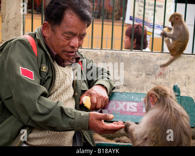 auf einer Bank sitzen und Fütterung der Affen in Darjeeling Stockfoto