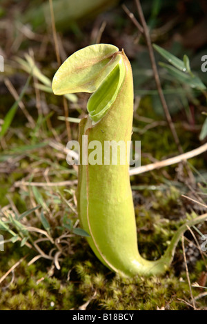 Kannenpflanze (Nepenthes) wächst wild auf dem Bolaven Plateau, Champasak, Laos Stockfoto