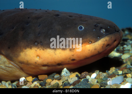 Electric eel, Electrophorus electricus. Elektrische Aale kann eine