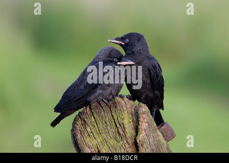 Junge Dohlen Corvus Monedula auf Post Potton Bedfordshire Stockfoto