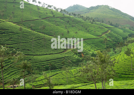 Teeplantage an Berghängen in der Nähe von Tekkadi Kerala Indien Stockfoto