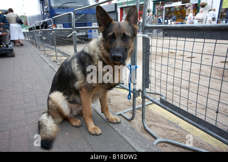 Elsässer Deutscher Schäferhund gebunden an Zaun warten Besitzer Hennef Nordirland Stockfoto