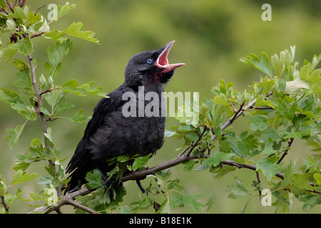 Junge Dohlen Corvus Monedula auf Weißdorn betteln Potton Bedfordshire Stockfoto