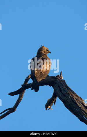 Wahlberg s Adler Botswana Stockfoto