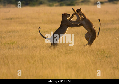 Zwei afrikanischen Löwen Weibchen kämpfen Stockfoto