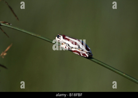 Malte Reed Frosch Okavangodelta Stockfoto