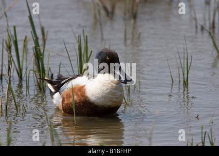 Männliche nördlichen Löffelenten an RSPB Minsmere Suffolk Stockfoto