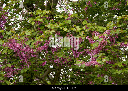Judasbaum Blatt und Blume Stockfoto