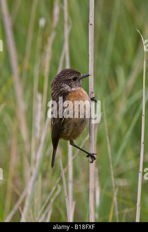 Gemeinsamen Schwarzkehlchen-weiblich Stockfoto