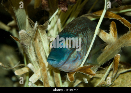 Cuckko Lippfisch männlich Stockfoto