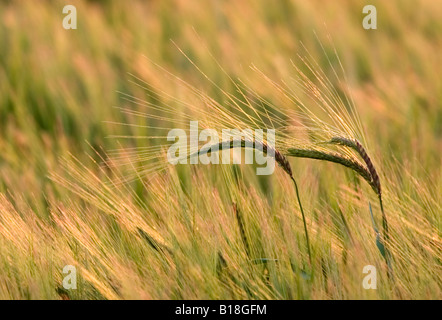 Ohren von Gerste fangen das warme Licht der untergehenden Sonne in einem Feld von Somerset Stockfoto