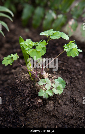 Triebe von einer Aquilegia, auch bekannt als Omas Motorhaube Stockfoto