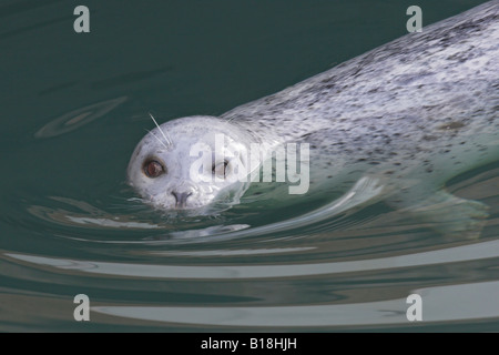 Ein Seehund (Phoca Vitulina) in Victoria, British Columbia, Kanada. Stockfoto