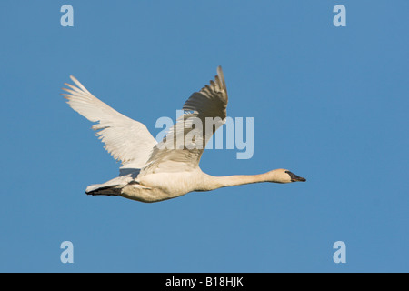 Ein Trompeter Schwan (Cygnus Buccinator) fliegen in Victoria, British Columbia, Kanada. Stockfoto