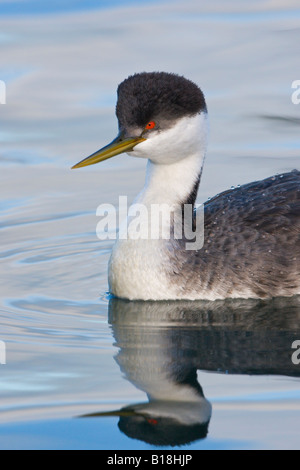 Ein Western-Grebe (Aechmophorus Occidentalis) in Victoria, British Columbia, Kanada. Stockfoto