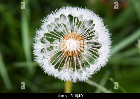 Nahaufnahme von Tau bedeckt Löwenzahn seedhead Stockfoto