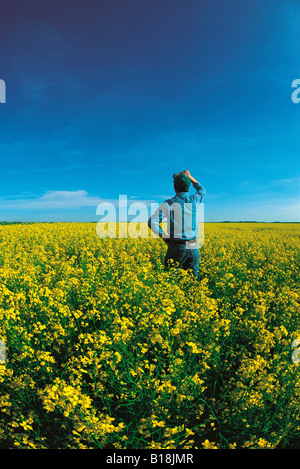 ein Bauer blickt auf seine Blüte Bühne Raps, Manitoba, Kanada Stockfoto