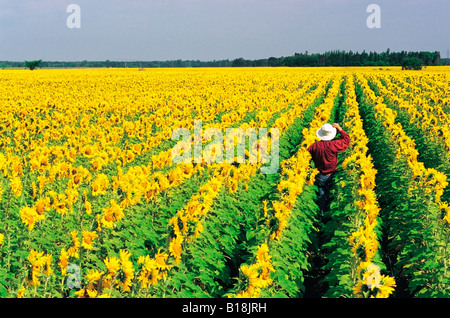 ein Bauer blickt auf seine blühenden Sonnenblumenfeld, in der Nähe von Oakbank, Manitoba, Kanada Stockfoto