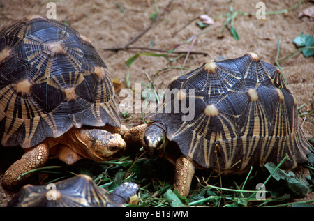 Seltene gefährdet abgestrahlte Schildkröten, Astrochelys Radiata, im Nationalpark Ivoloina, nr Toamasina, Madagaskar Insel Indischer Ozean Stockfoto