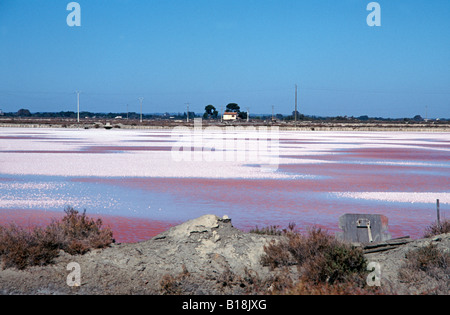 Salinen bei Les Salins, Aigues Mortes, Südfrankreich gefärbt Rosa mit Mikro-Organismen, die von Fischen gefressen werden Stockfoto