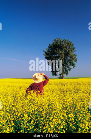 Mann in blühenden Raps Feld mit Pappel Baum im Hintergrund, Manitoba, Kanada Stockfoto