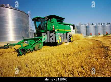 Frühling Weizenernte mit Korn Lagerplätze im Hintergrund, in der Nähe von Dugald, Manitoba, Kanada Stockfoto