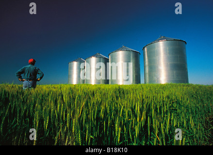 ein Bauer blickt auf seine Winterweizen Ernte mit Getreidesilos im Hintergrund, in der Nähe von Carey, Manitoba, Kanada Stockfoto