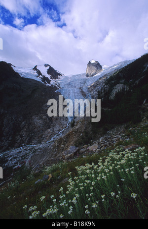 Wildblumen mit The Hounds Zahn und der Bugaboo Gletscher Purcell Mountains Bugaboo Gletscher Provincial Park in British Columbia, Stockfoto