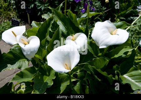 Zantedeschia "Arum Lilie" Stockfoto