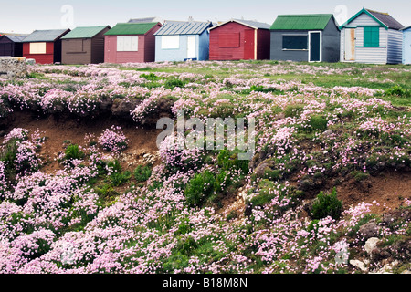 Fishermens Hütten und Meer Nelken auf der Isle of Portland Stockfoto