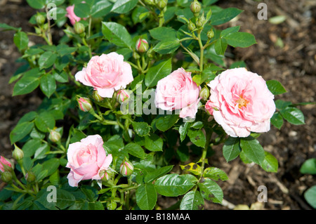 Rosa Pretty Polly "Meitonje" Stockfoto