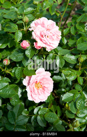 Rosa Pretty Polly "Meitonje" Stockfoto