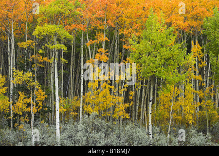 Aspen Wald am Mount Abraham - Kootenay Plains Alberta Kanada Stockfoto