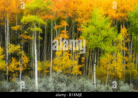 Aspen Wald am Mount Abraham - Kootenay Plains Alberta Kanada Stockfoto