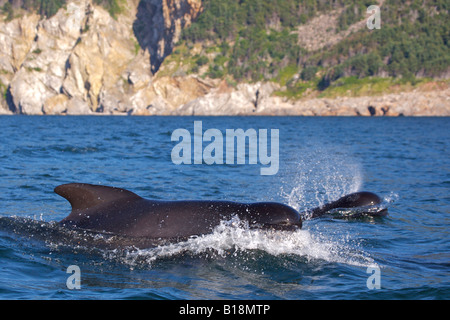 Lange-Grindwale, Globicephala Melas, während eine Whale-watching Ausflug von Pleasant Bay im Golf von St Lawrenc gesehen Stockfoto