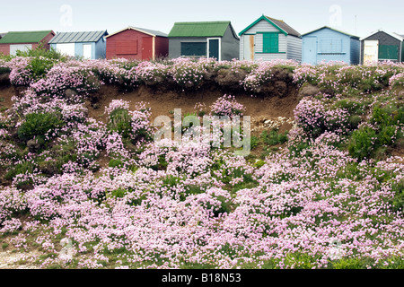 Fishermens Hütten und Meer pinks Armeria Maritima auf der Isle of Portland Stockfoto