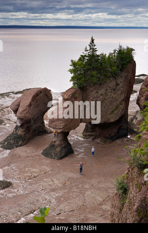 Blumentopf-Felsen, Hopewell Rocks, Hopewell Cape, Shepody Bay, Chignecto Bay, Bay Of Fundy, Albert, Highway 114, Fundy Küste Dri Stockfoto