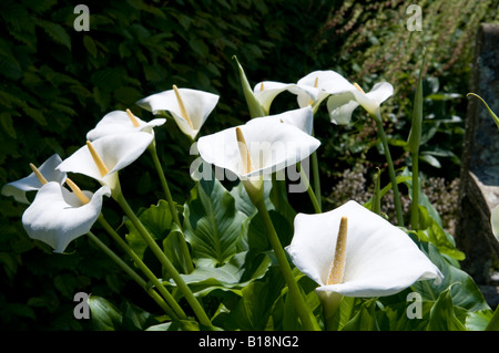 Zantedeschia "Arum Lilie" Stockfoto