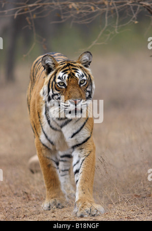 Bengal Tiger Machali suchen Beute Ranthambore. (Panthera Tigris) Stockfoto