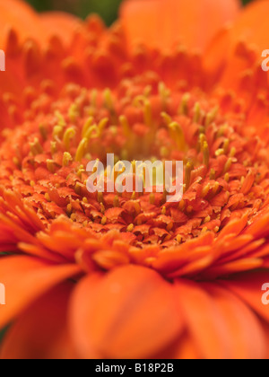 Extreme Nahaufnahme von He Zentrum eine orange Gänseblümchen/gerbera Stockfoto
