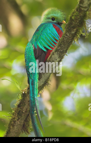 Einen männlichen Quetzal (Pharomachrus Mocinno) in Cerro De La Muerte, Costa Rica. Stockfoto