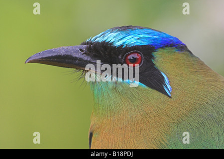 Ein blau-gekrönter Motmot (Momotus Momota) in Costa Rica. Stockfoto