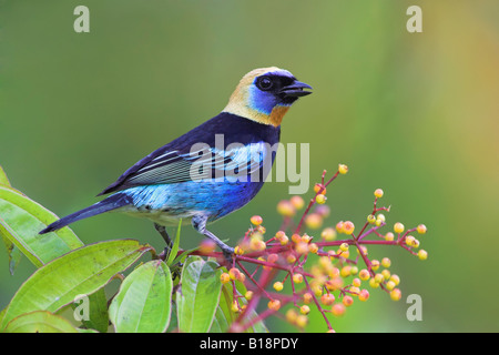 Eine männliche Golden Kapuzen Tanager (Tangara Larvata) in Costa Rica.   Diese spektakuläre goldene Kapuzen Tanager wird im Volksmund "Siet genannt Stockfoto