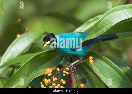 Eine männliche grüne Kleidervogel (Chlorophanes Spiza) in Costa Rica. Stockfoto