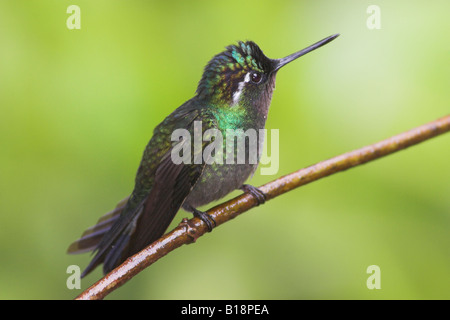 Ein lila-throated Berg Gem Kolibri (Lampornis Calolaema) in Costa Rica. Stockfoto