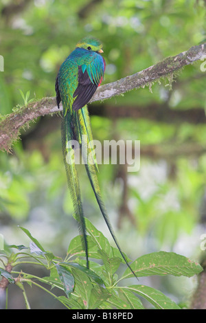 Einen männlichen Quetzal (Pharomachrus Mocinno) in Costa Rica. Stockfoto