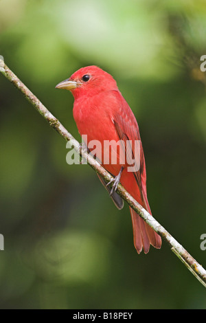 Eine männliche Sommer Tanager (Piranga Rubra) in Costa Rica. Stockfoto