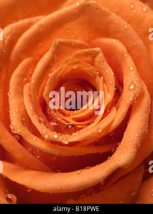 einzelne Orange gefärbt rose Nahaufnahme, Zentralansicht Wassertropfen sichtbar auf die Blütenblätter Stockfoto