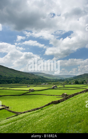 Das charakteristische Muster der Trockenmauern und Scheunen in der Nähe von Gunnerside im Swaledale, Yorkshire Dales, North Yorkshire Stockfoto