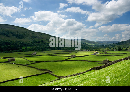 Das charakteristische Muster der Trockenmauern und Scheunen in der Nähe von Gunnerside im Swaledale, Yorkshire Dales, North Yorkshire Stockfoto